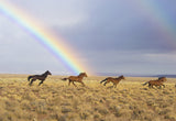 Horses in the Rainbow EI016002