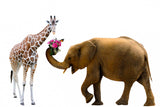 Elephant and Giraffe Friends EI016007