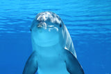 Smiling Dolphin Face EI016010